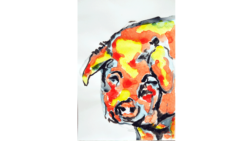 pig